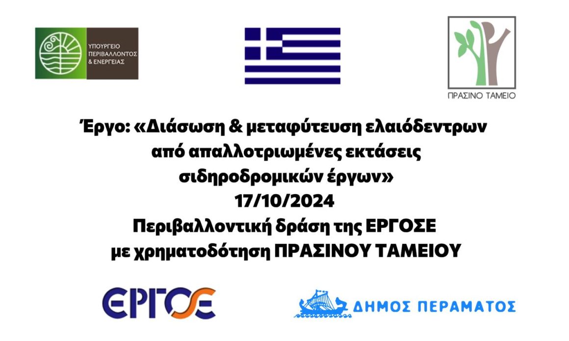 Δέκα αιωνόβιες ελιές δώρισε η ΕΡΓΟΣΕ στο Δήμο Περάματος (20175/18-10-2024)